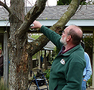 older man inspecting tree