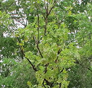 westwood tree arbor