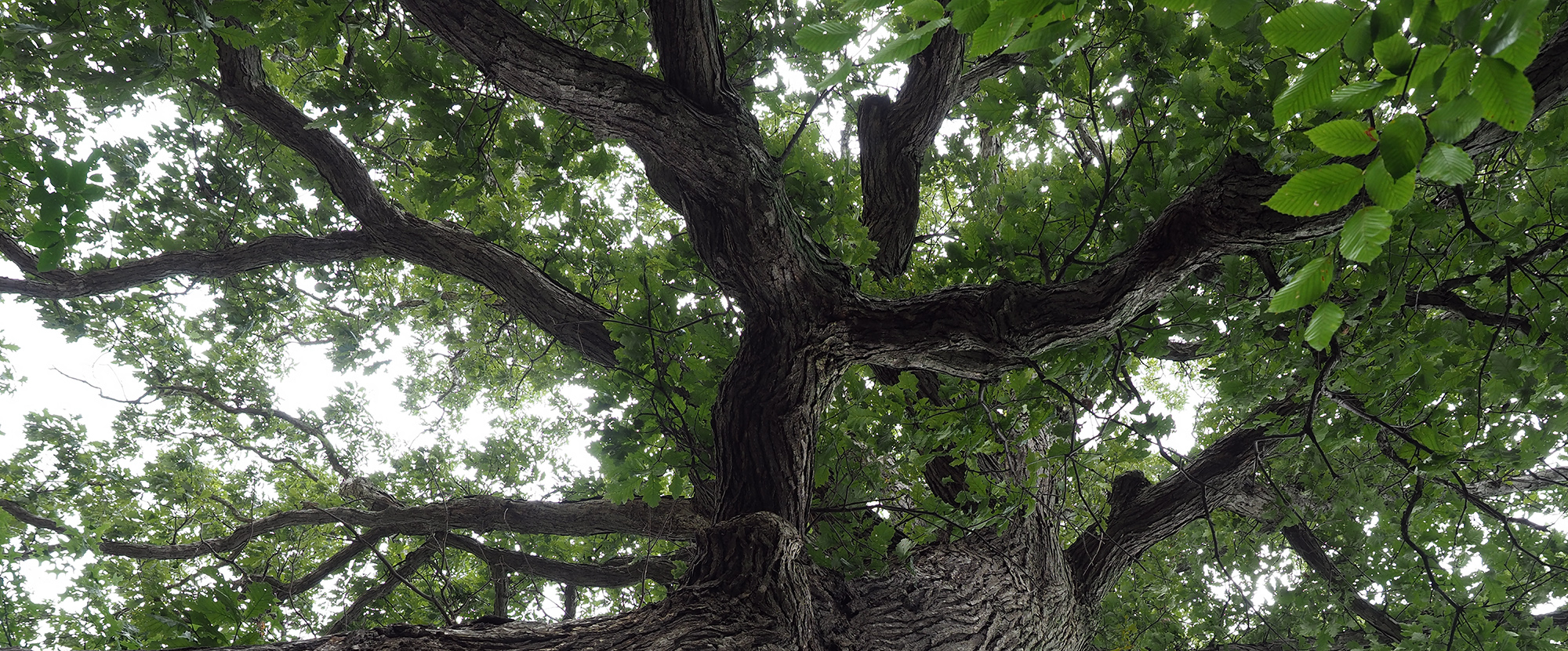 Oak tree on Kendal campus