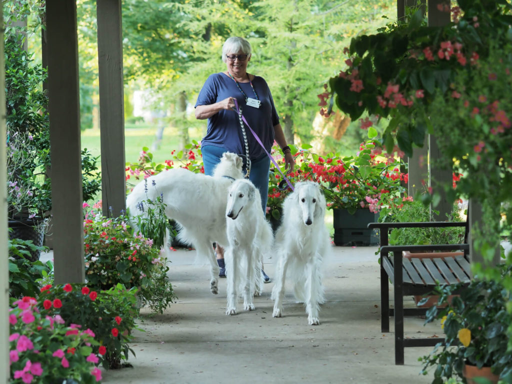woman walking three large white dogs 