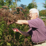 senior man gardening