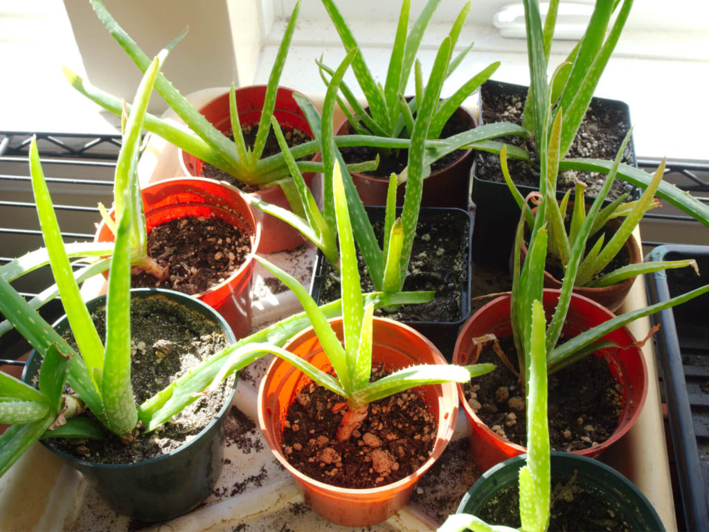 aloe plants 