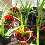 resident gardening programs