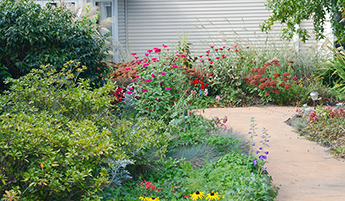 garden pathway with flowers