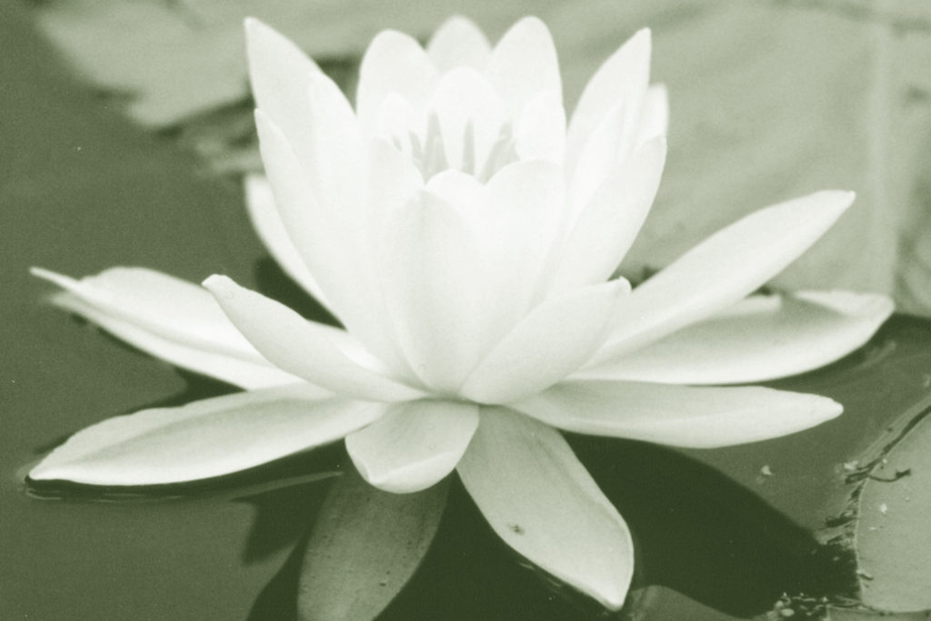 Waterlily in bloom