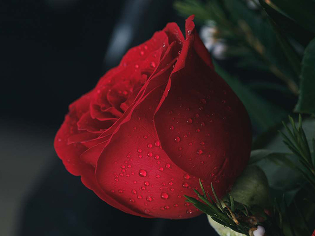 red-rose-with-water-droplets