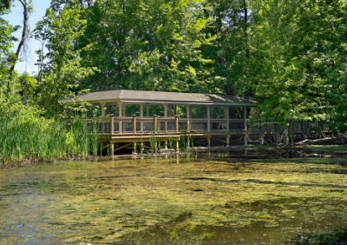 Buttonbush bridge