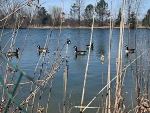 geese in pond