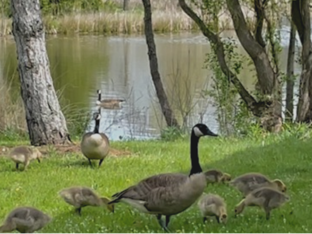 geese