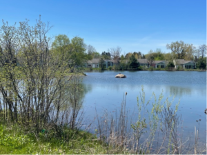 Rock Pond