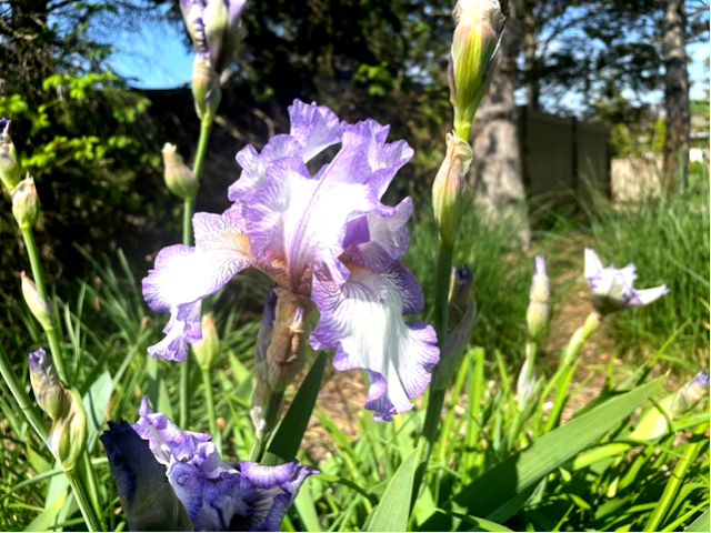 iris flower
