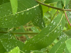 rain drops on leaves