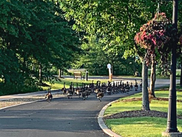 geese