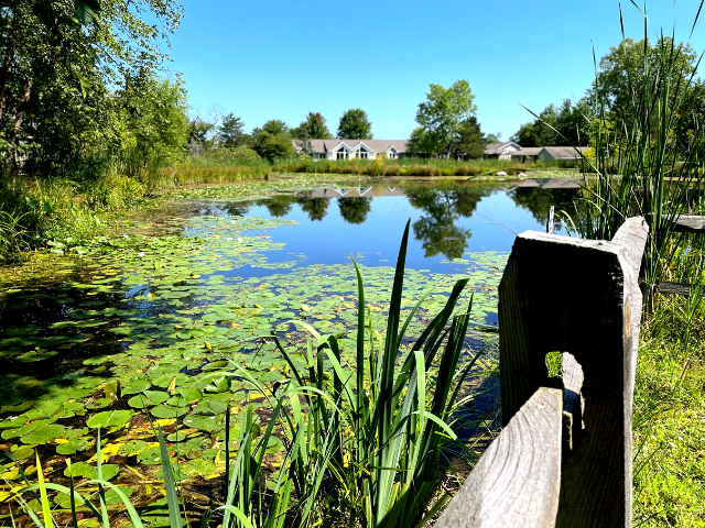 lily pads