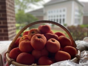 tomatoes
