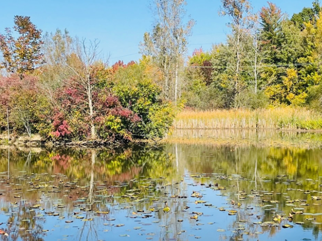 Island Pond
