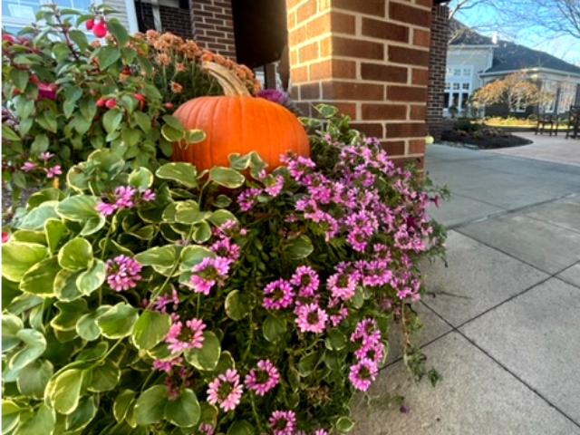 flowers and pumpkins