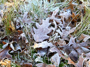 Frost on leaves