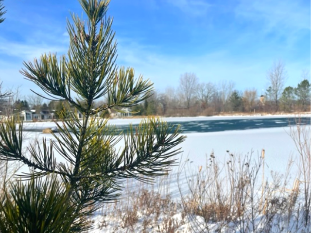pine tree
