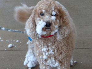 dog in the snow