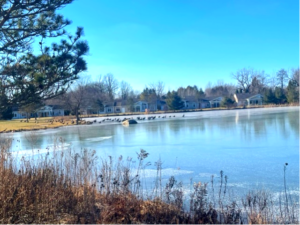 geese on pond