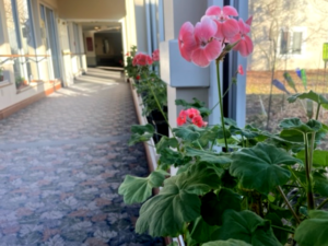 potted plant on window ledge
