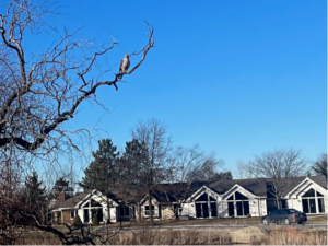 bird on tree