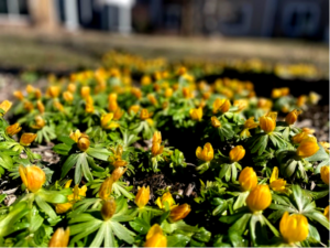 yellow buds