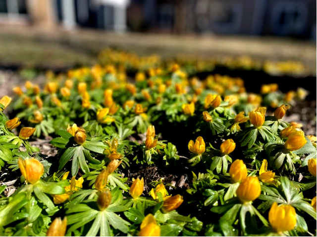 yellow buds