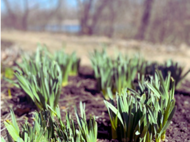 sprouting plants