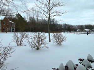 snow covered ground