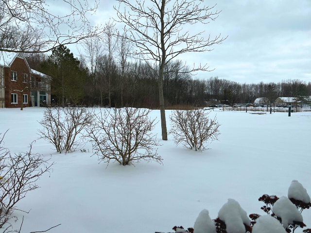 snow covered ground
