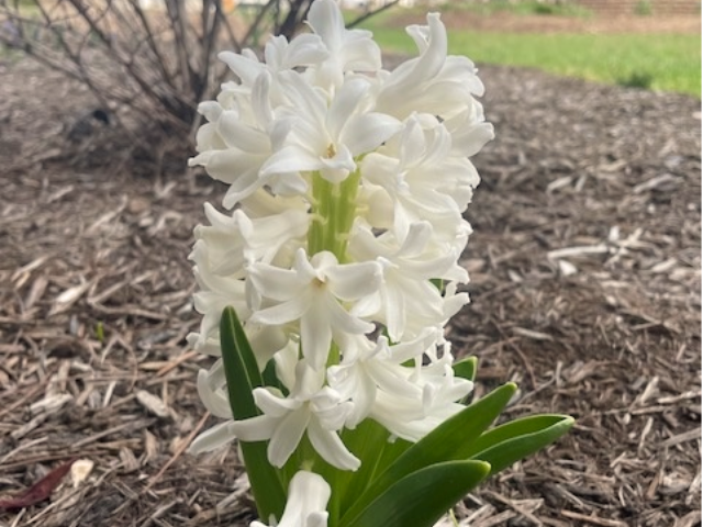 hyacinth