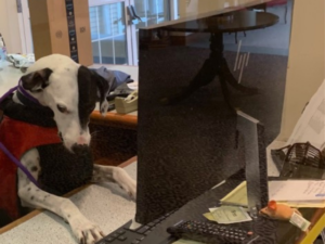 dog at desk