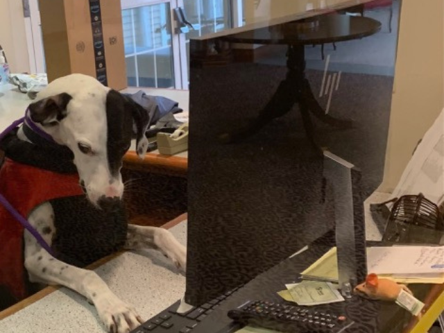 dog at desk