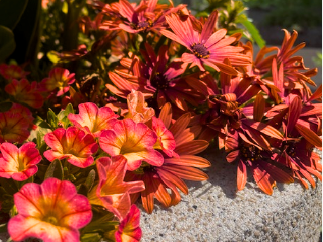 pink and yellow flowers