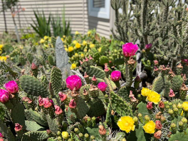 cacti with flowers