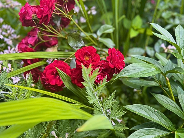 Red flowers