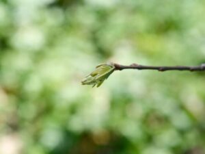 American Chestnut tree branch