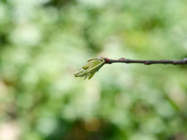 American Chestnut tree branch