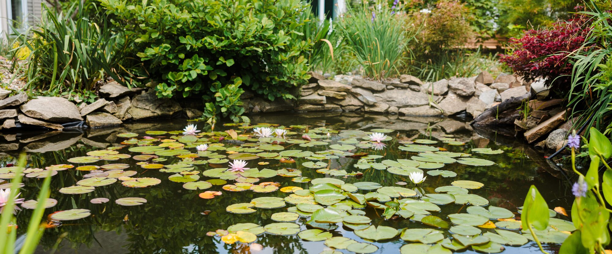 lily pond