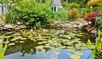 lily pond 