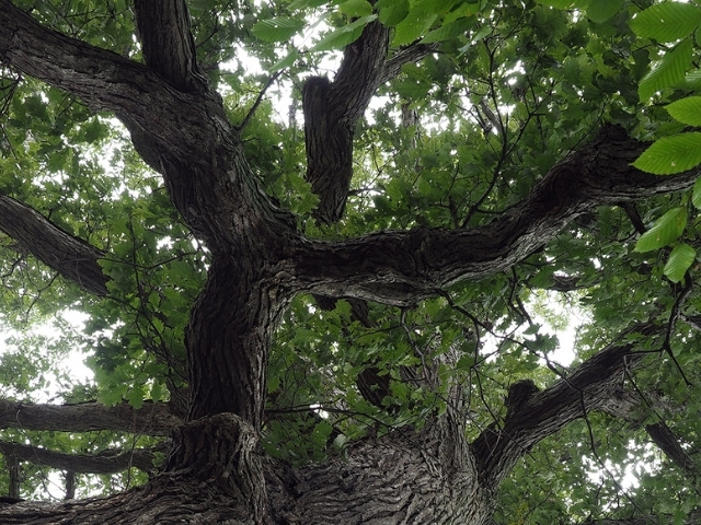 upward view of tree