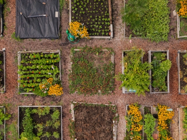 aerial image of garden beds at kendal 