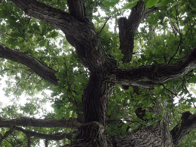 tree