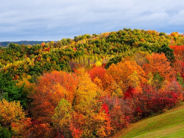 fall leaves in Hocking Hills