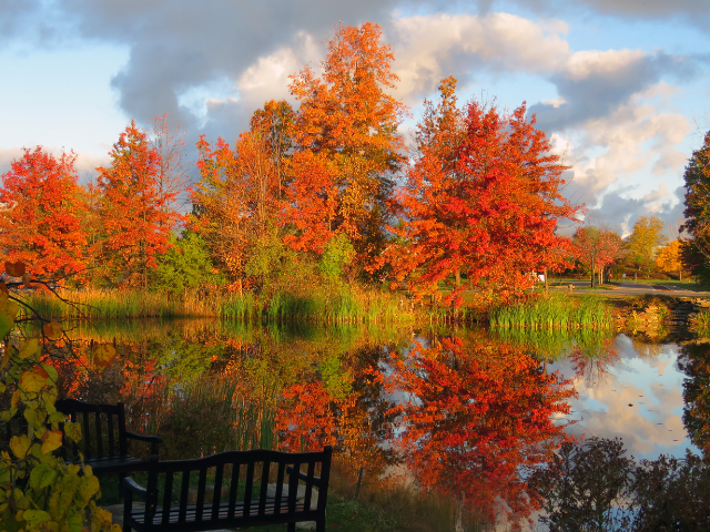 Fall trees