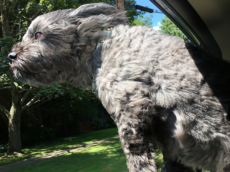 Dog - at car window