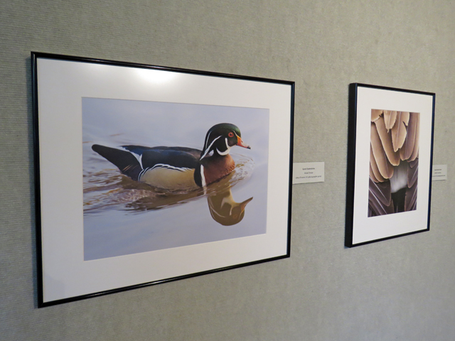 Photographs - ducks