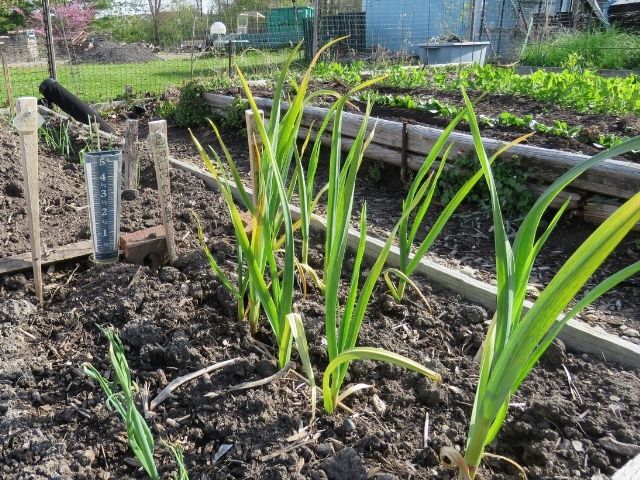 community garden